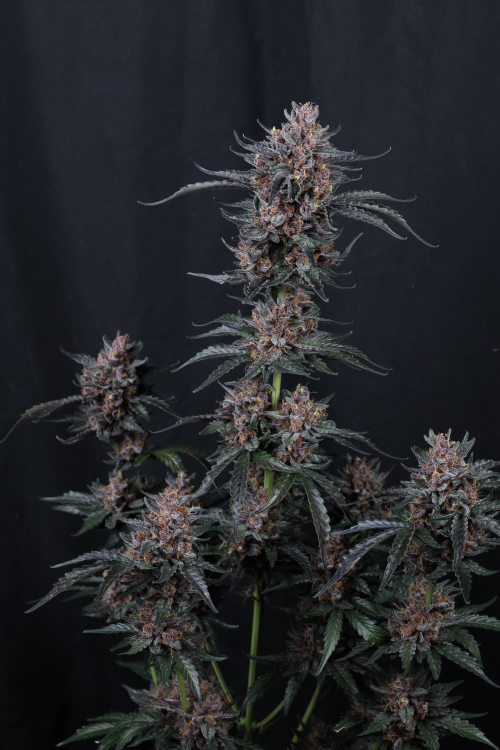 Mango Cherry Runtz Auto