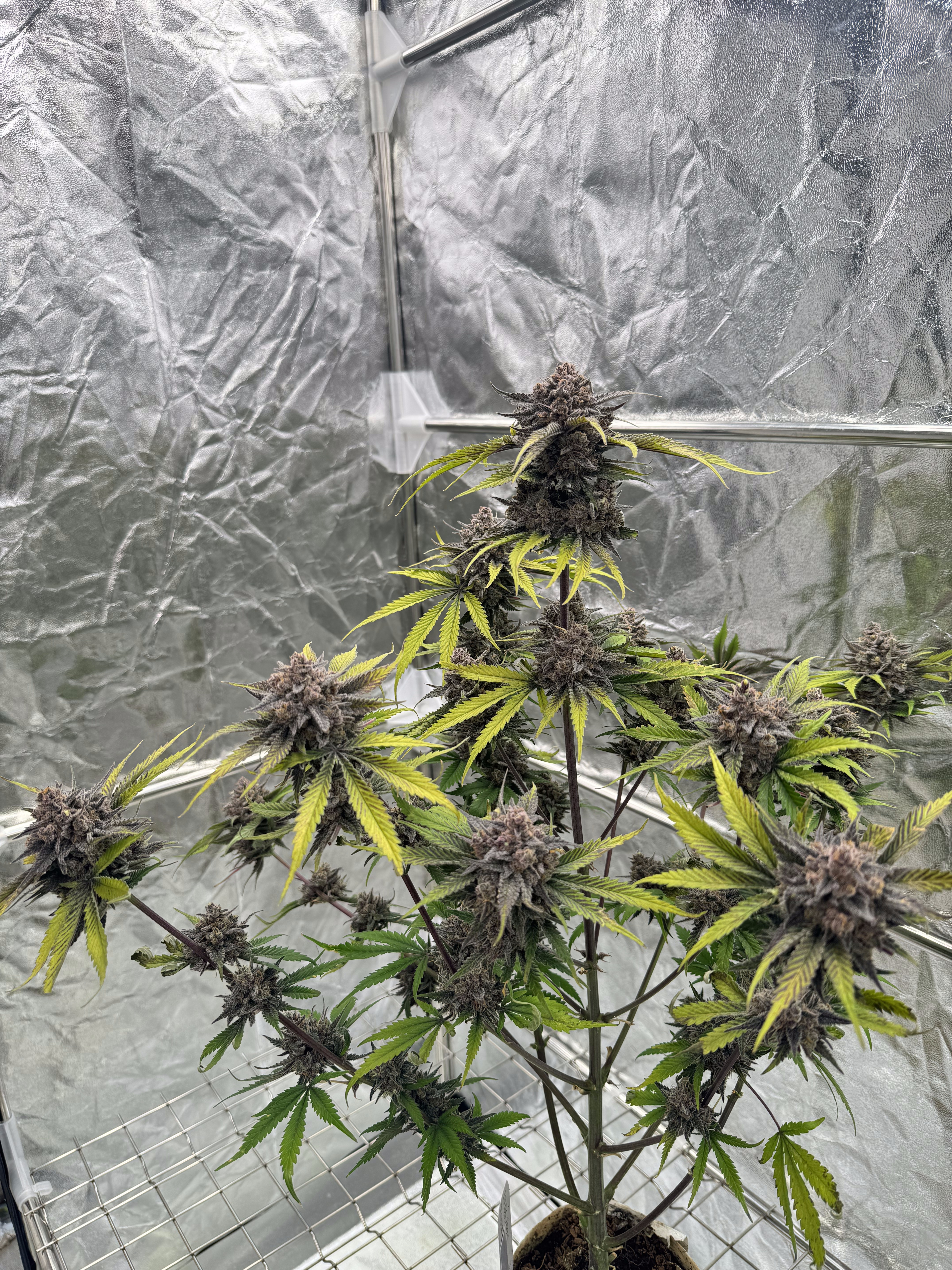Cherry Cola Auto RF3