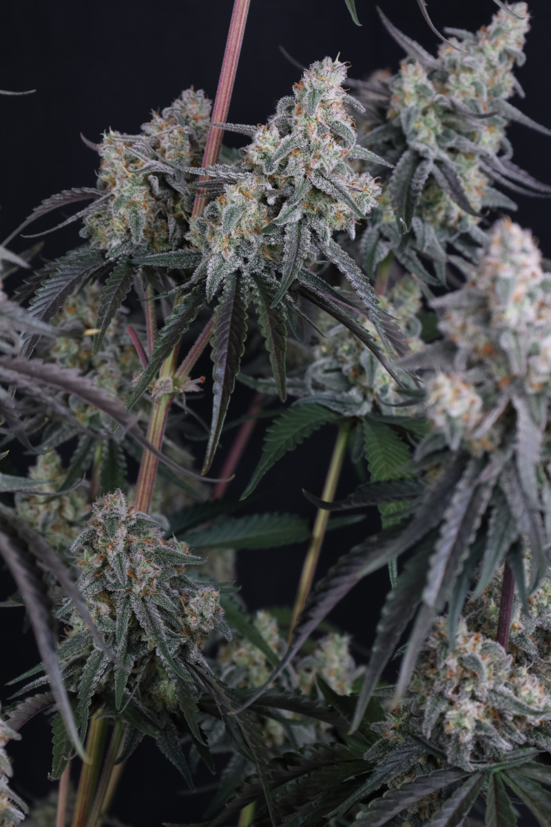 Photo of Pineapple OG Auto