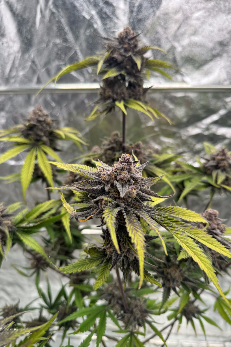 Photo of Cherry Cola Auto RF3