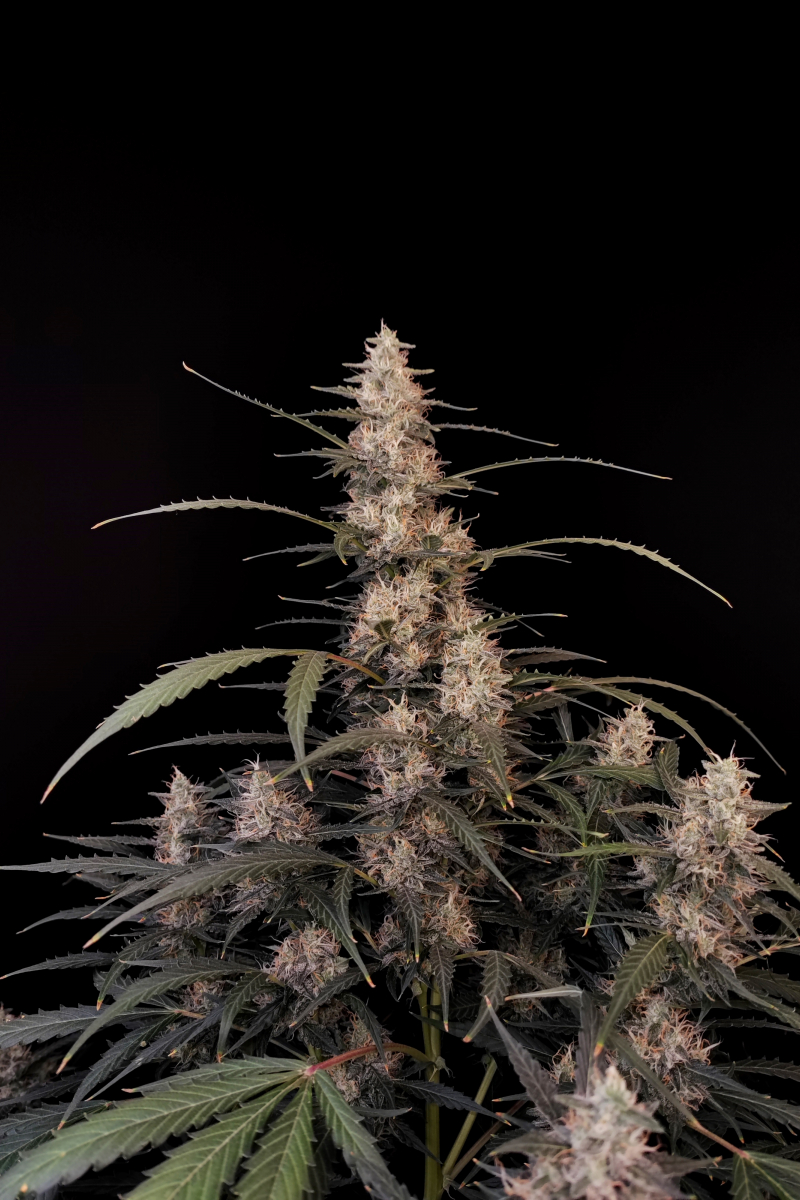 Photo of Amnesia Haze Auto