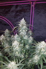 Pineapple Express Auto