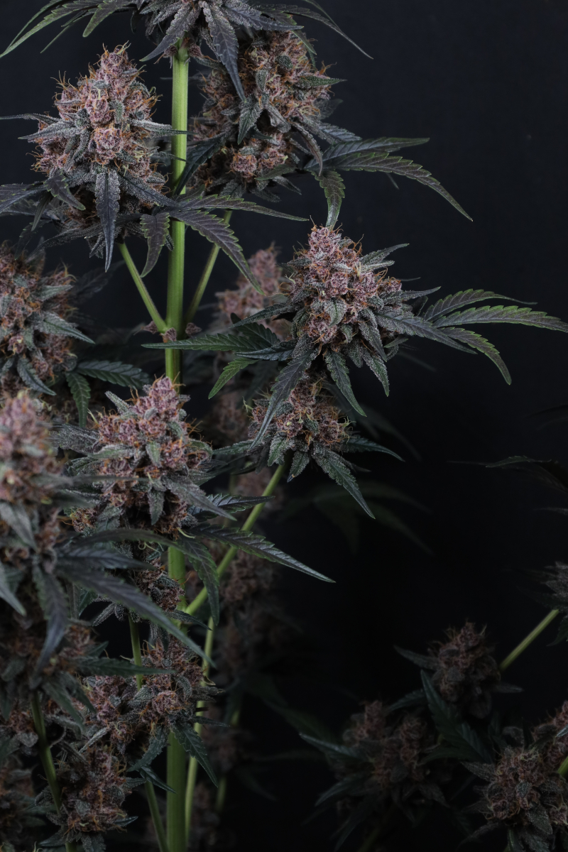 Photo of Mango Cherry Runtz Auto