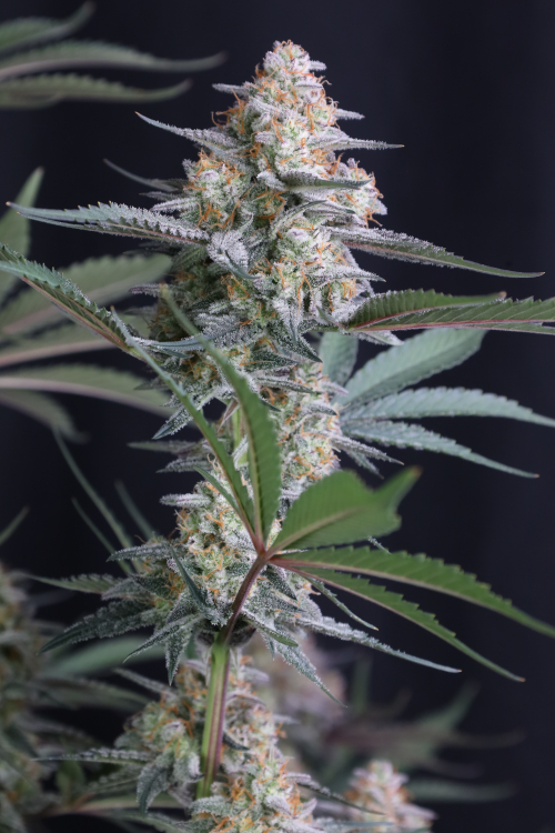 Lemon Tree Auto