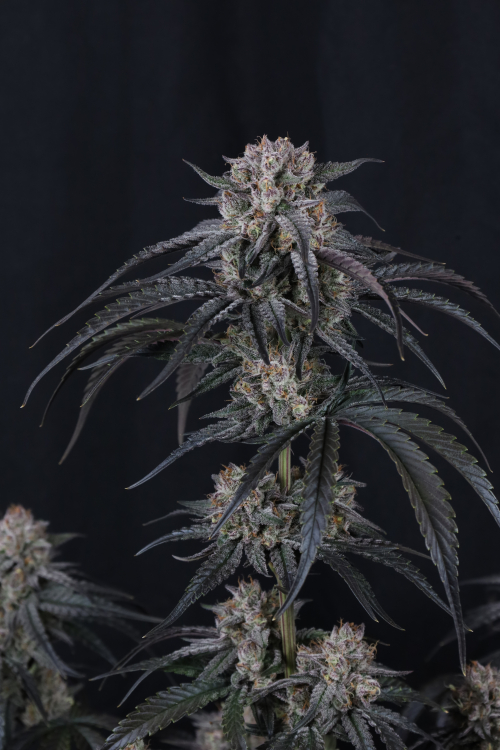 Mango Frost Auto