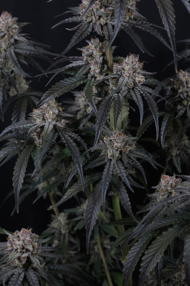 Photo of Mango Frost Auto