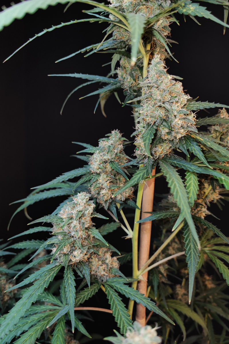 Photo of Cheese Auto