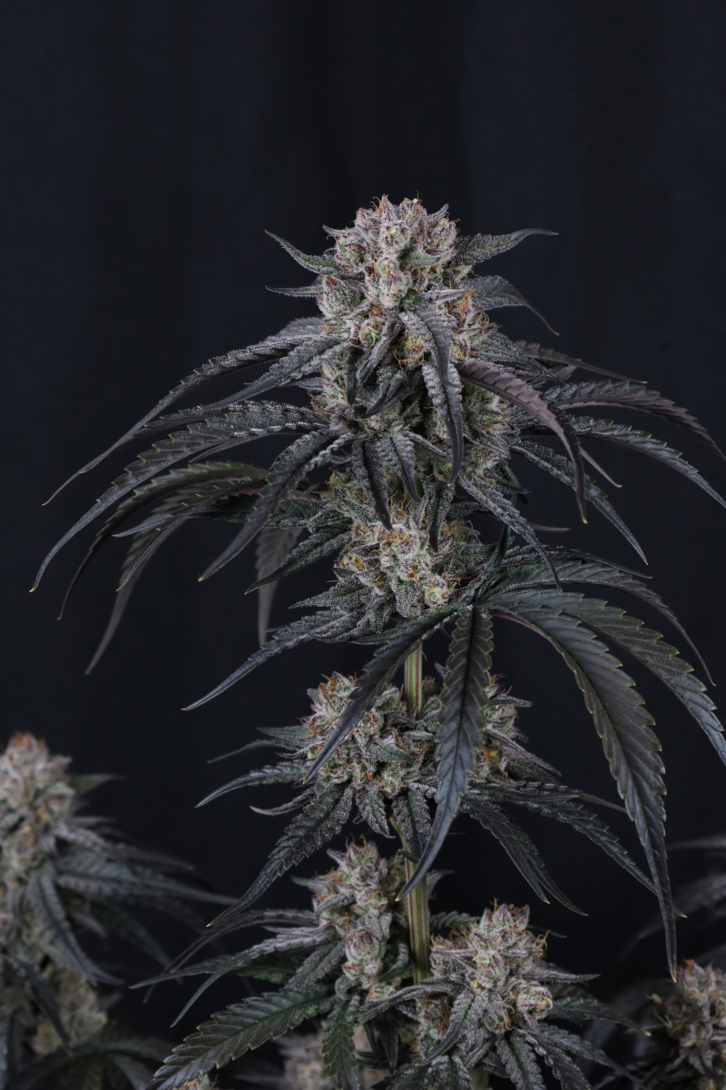 Photo of Mango Frost Auto