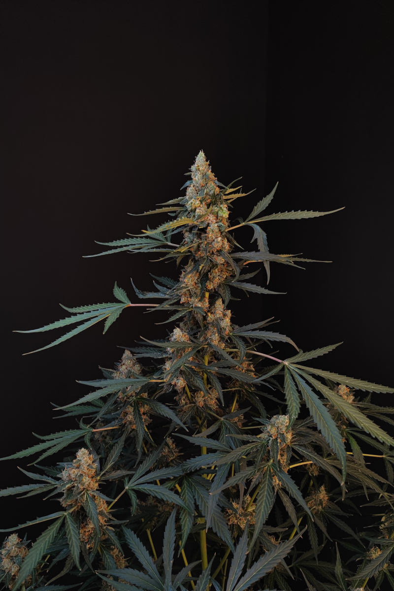 Photo of Northern Lights Auto