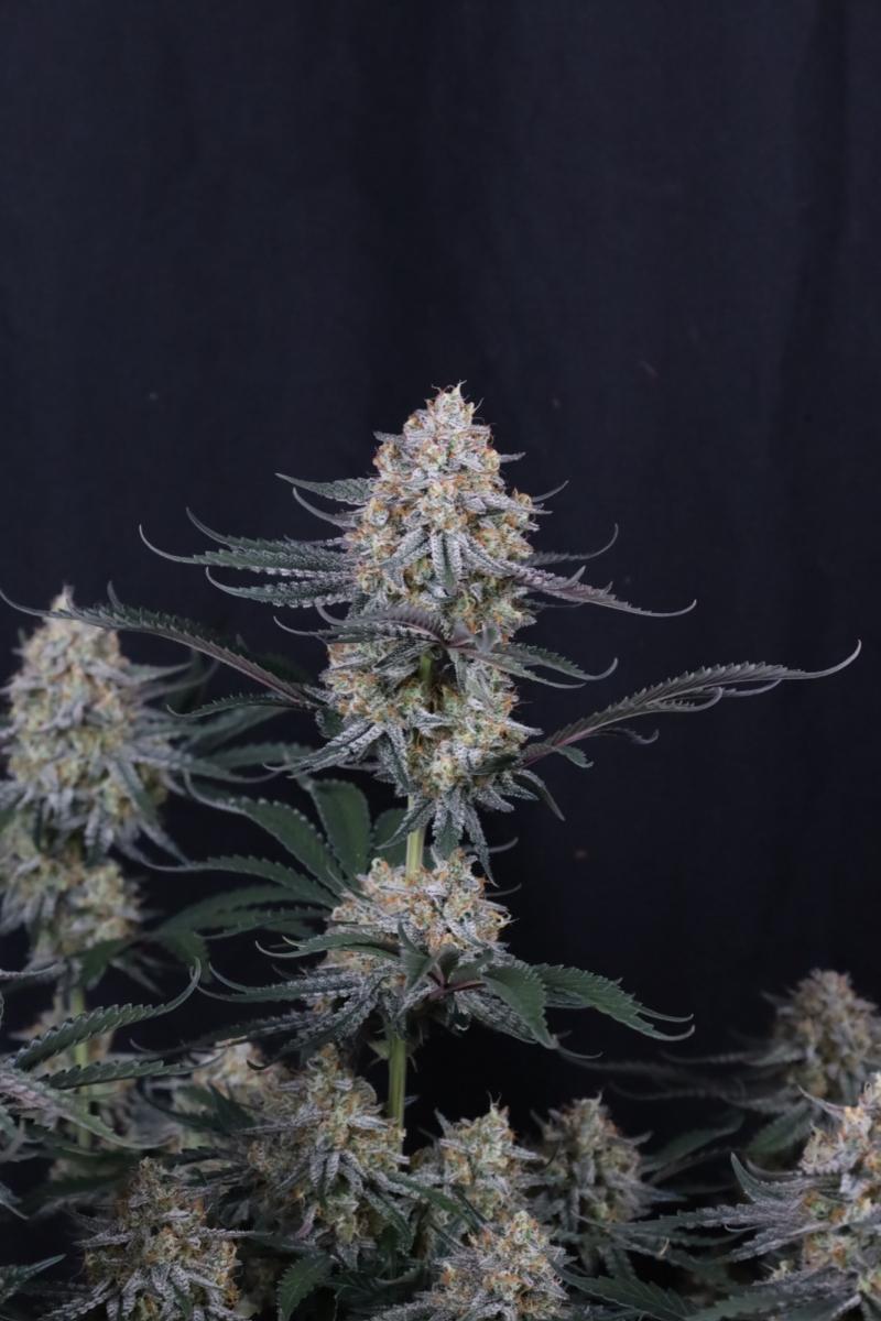 Photo of Guava Sundae Auto