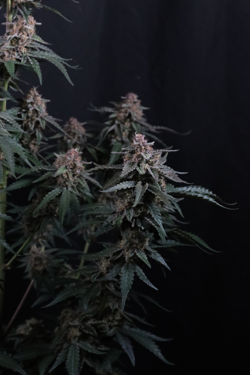 Photo of Mendo Cherry Cookies Auto