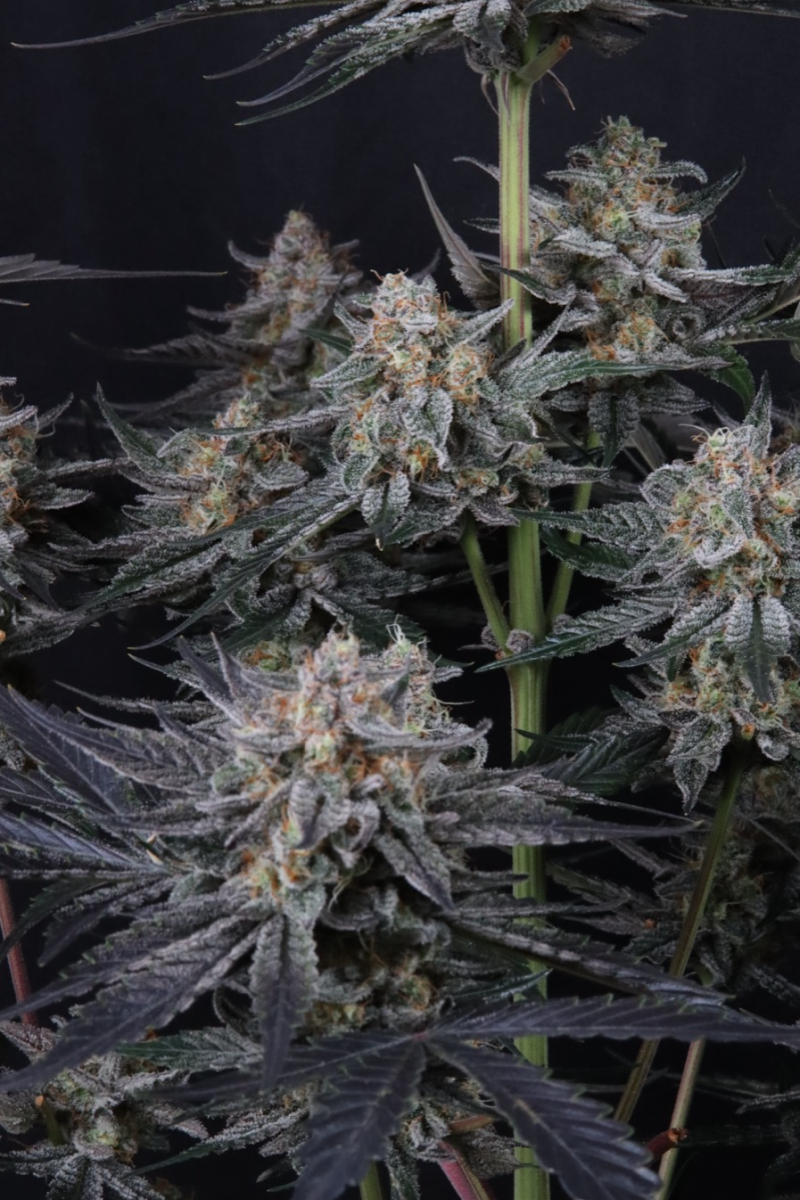 Photo of Mendo Guava Auto