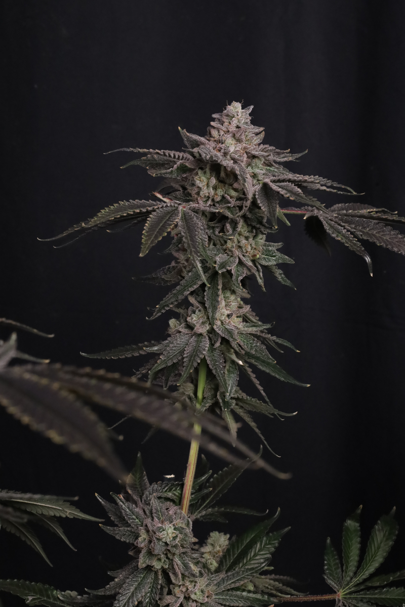 Photo of Z42
