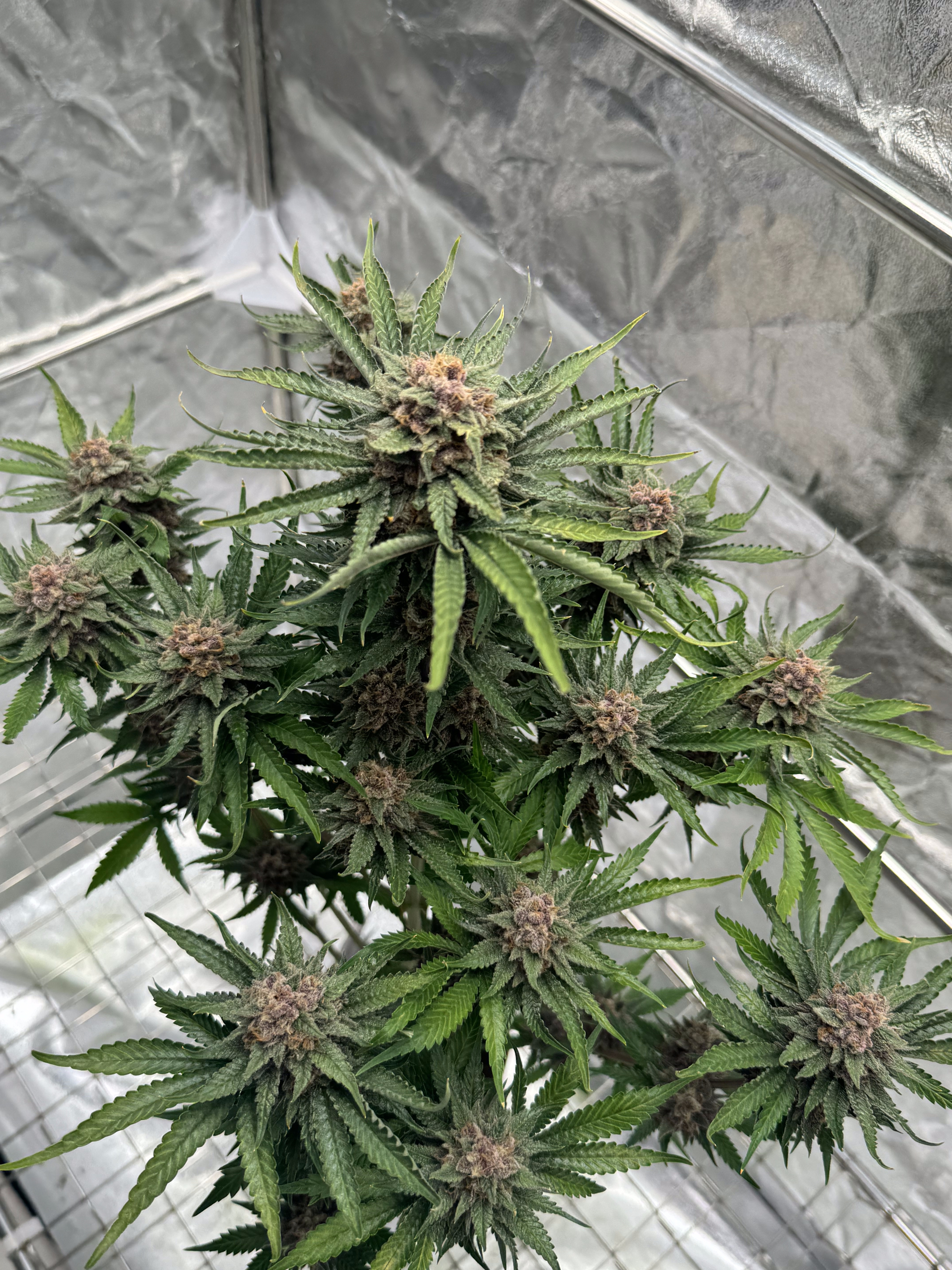 Cherry Cola Auto RF3