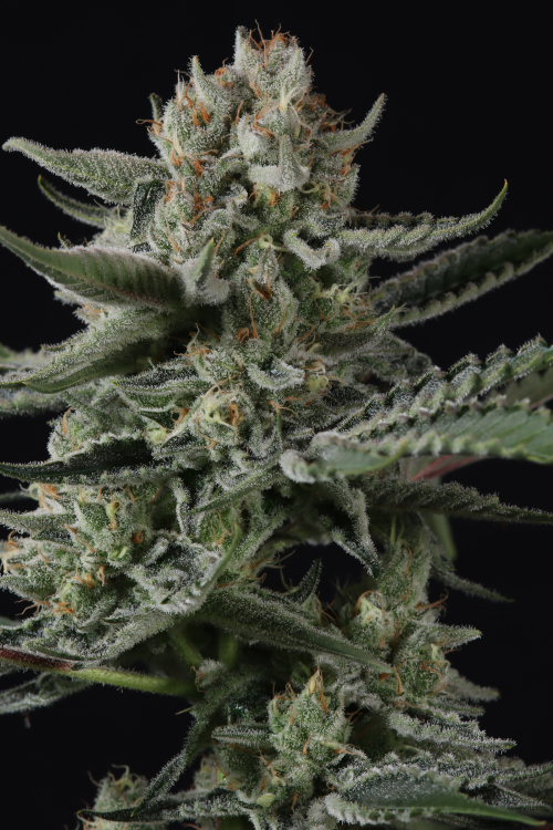 Banana Guava Auto