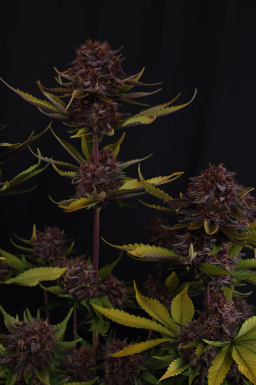 Purple Lemonade Auto RF3