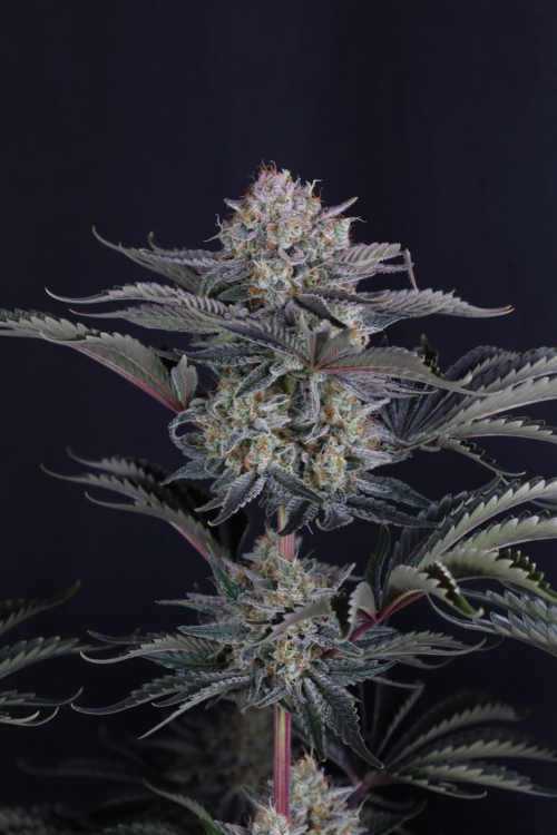 Mendo Frost Auto
