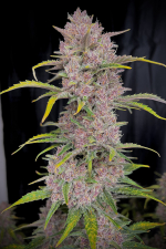 Banana Purple Punch Auto