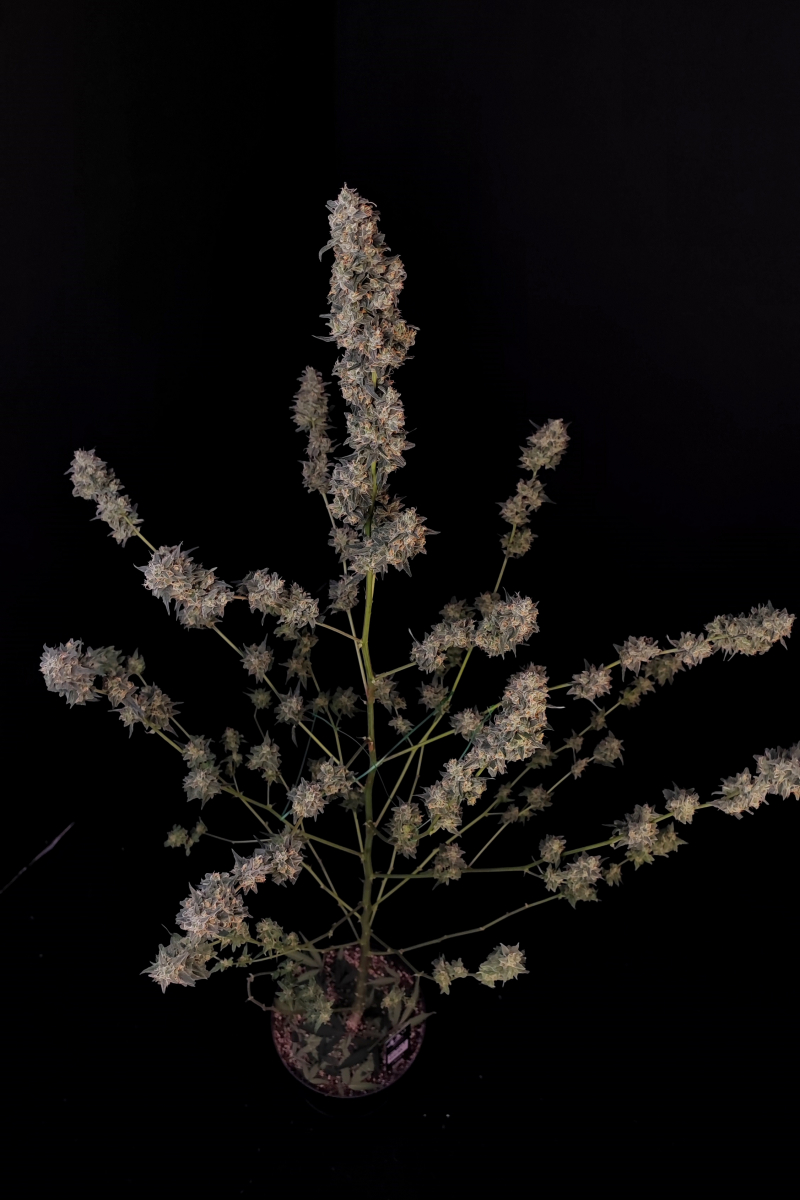 Photo of BubbleGum Auto