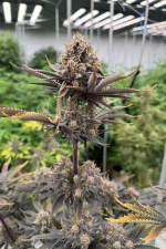 Banana Purple Punch Auto RF3