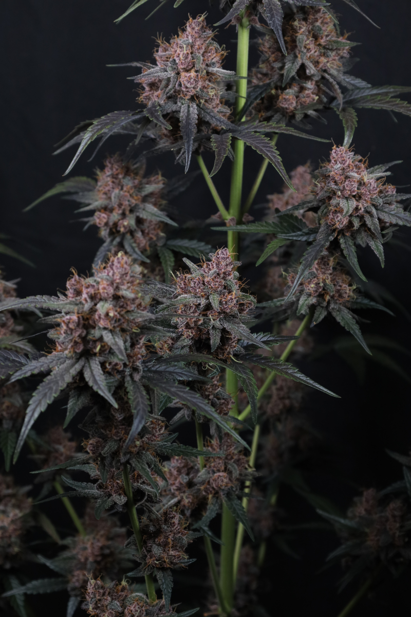 Photo of Mango Cherry Runtz Auto