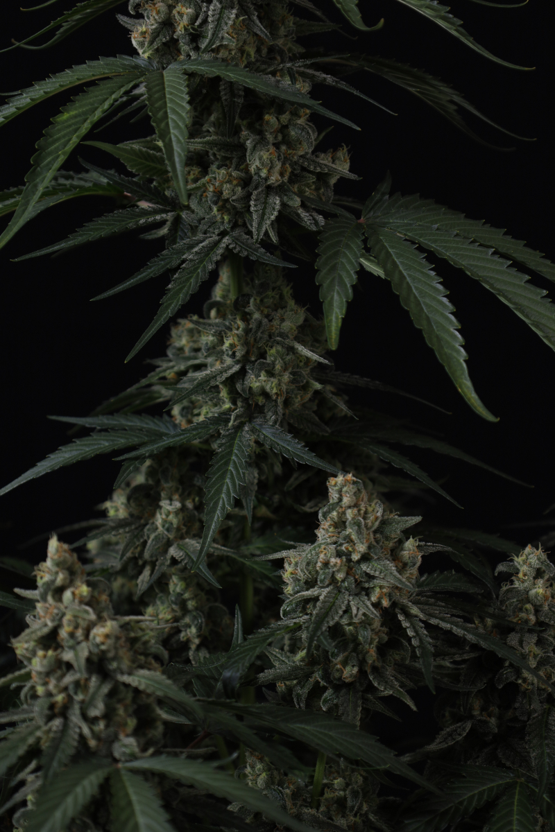 Photo of Banana Cherry Cookies Auto