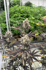 Banana Purple Punch Auto RF3