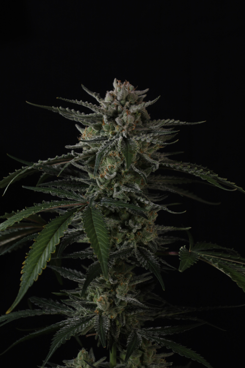 Banana Guava Auto