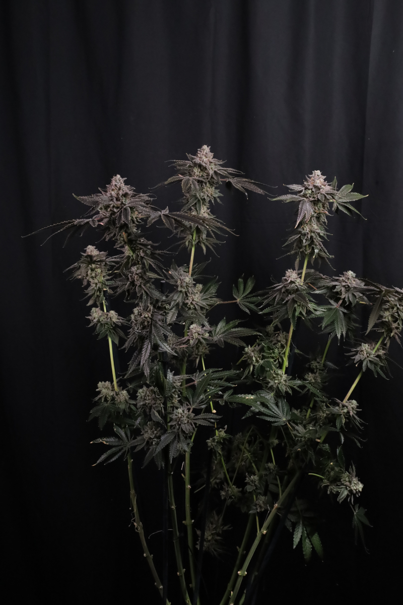 Photo of Z42