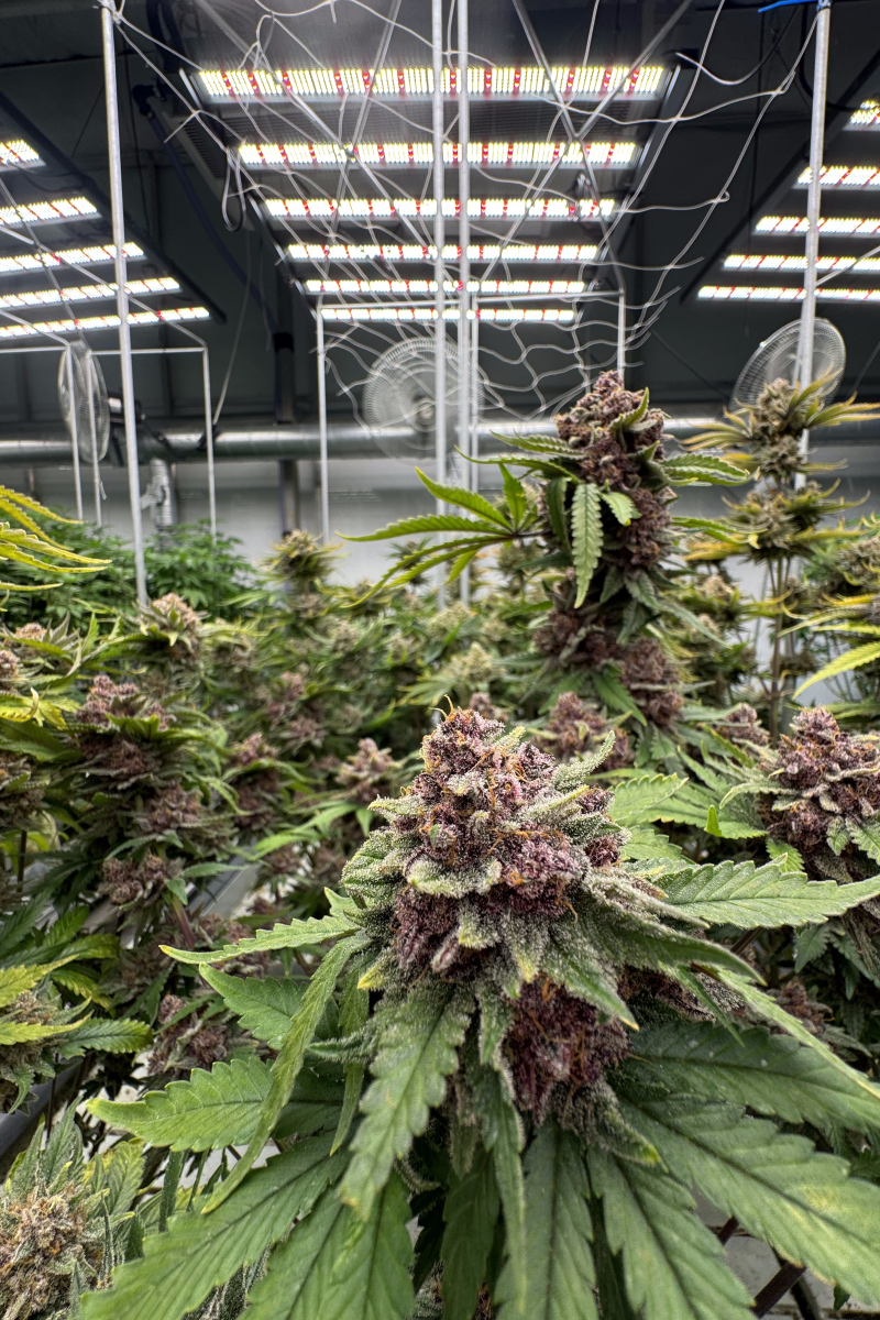 Photo of Cherry Cola Auto RF3