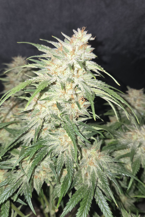 Frostbanger Auto