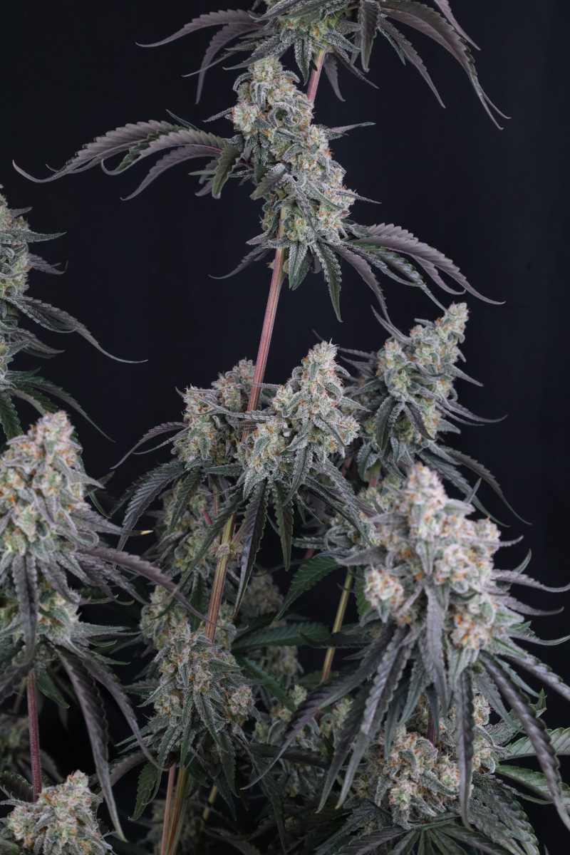 Photo of Pineapple OG Auto