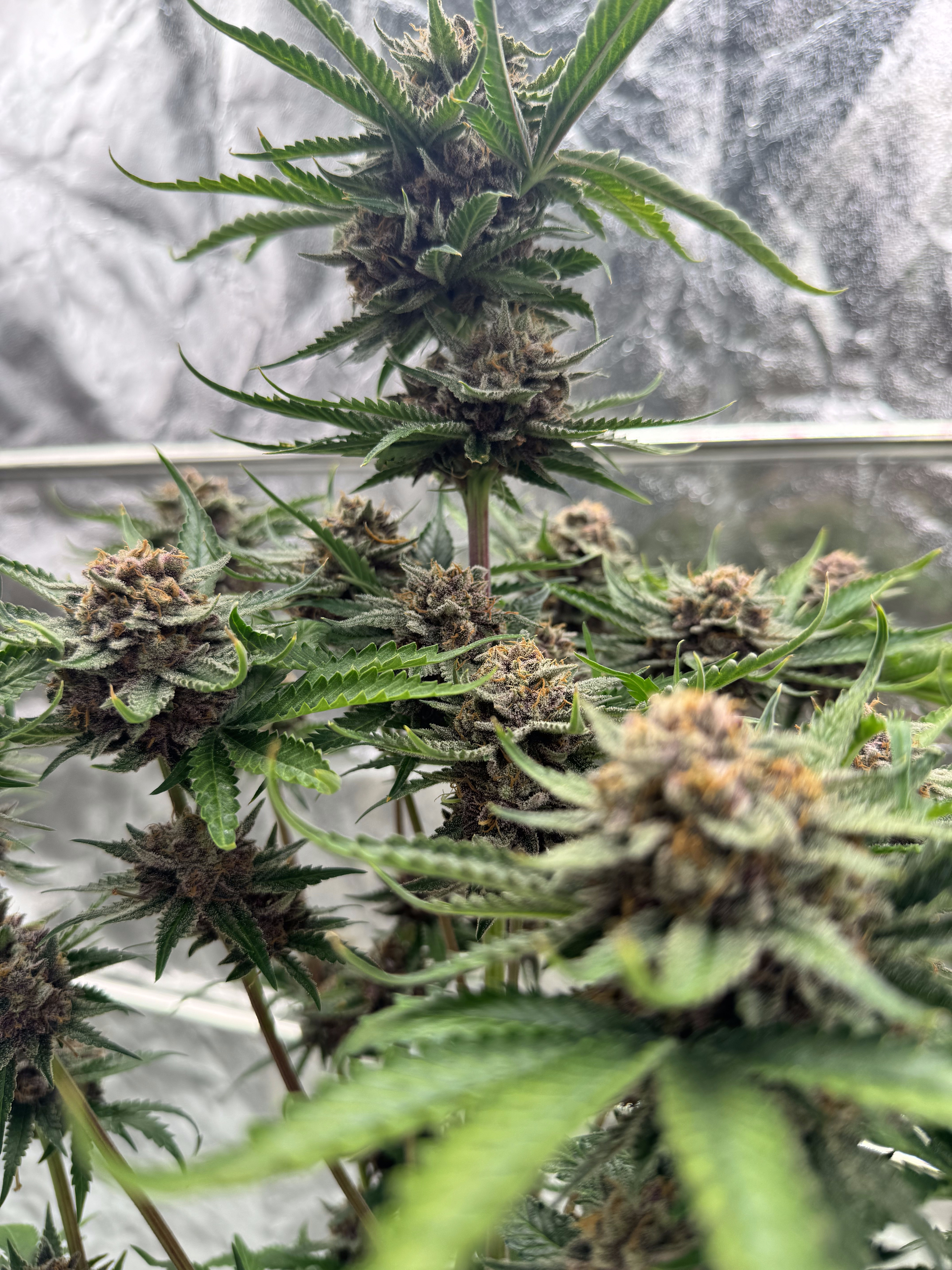 Cherry Cola Auto RF3
