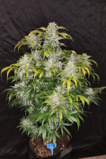 CBD Auto 11 CBD Crack