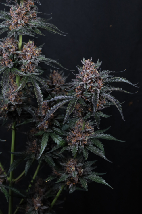 Mango Cherry Runtz Auto