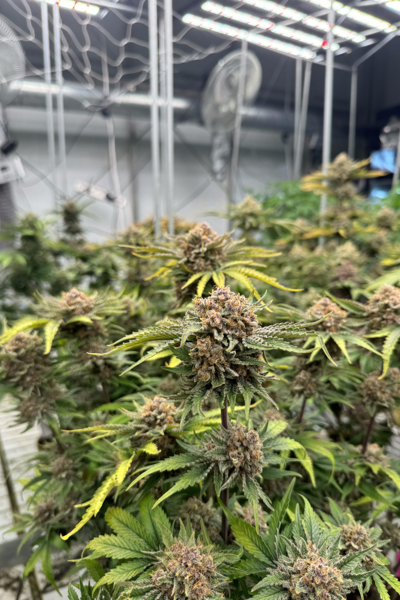 Photo of Cherry Cola Auto RF3