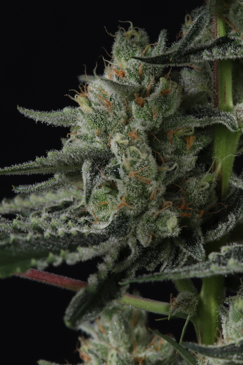 Photo of Banana Guava Auto