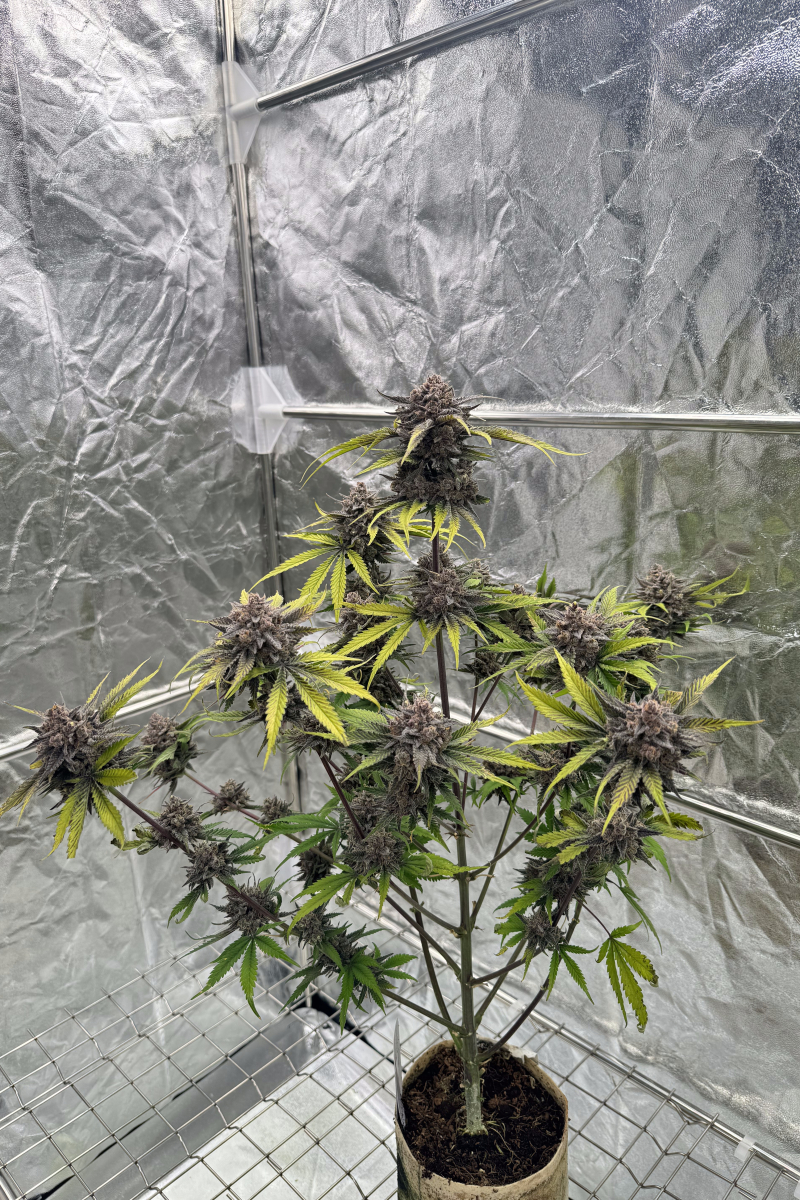 Photo of Cherry Cola Auto RF3