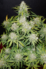 CBD Auto 11 CBD Crack