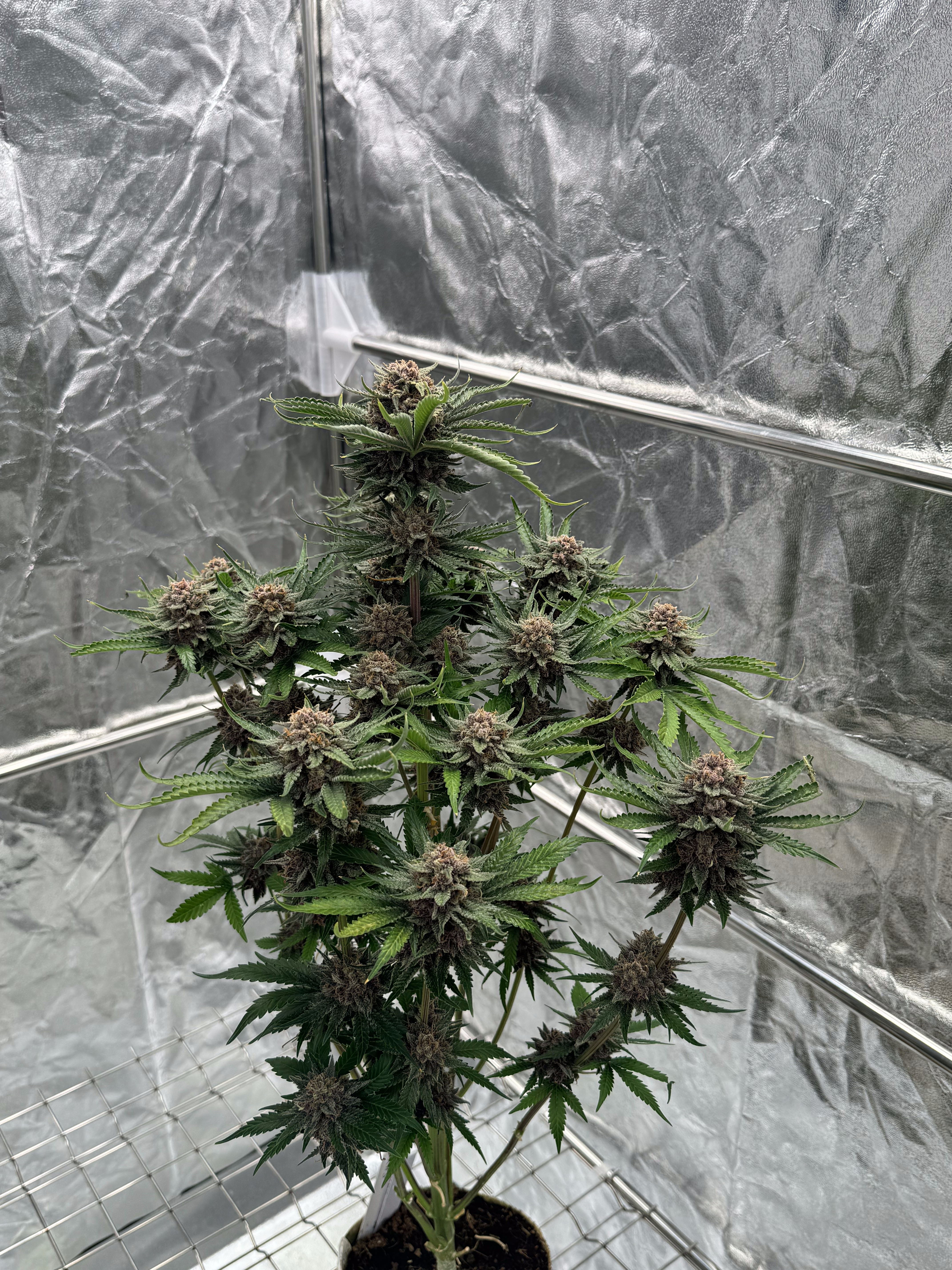 Cherry Cola Auto RF3