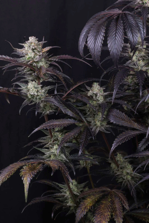 Strawberry Gorilla Auto RF3