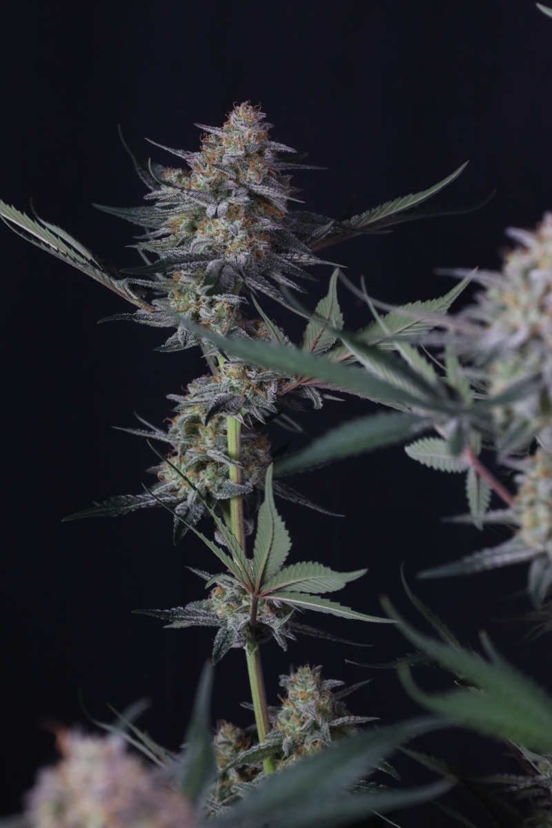 Photo of Lemon Tree Auto