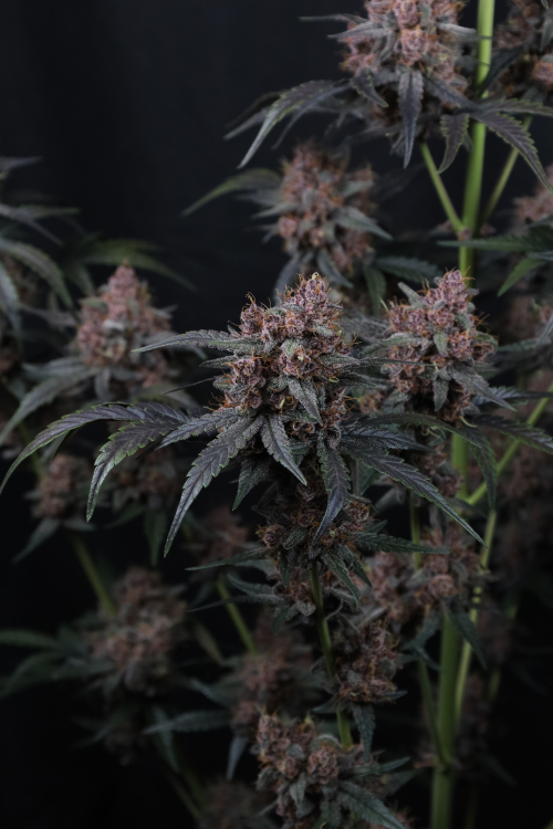 Mango Cherry Runtz Auto