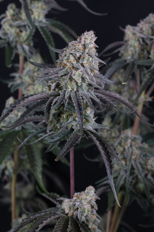 Pineapple OG Auto