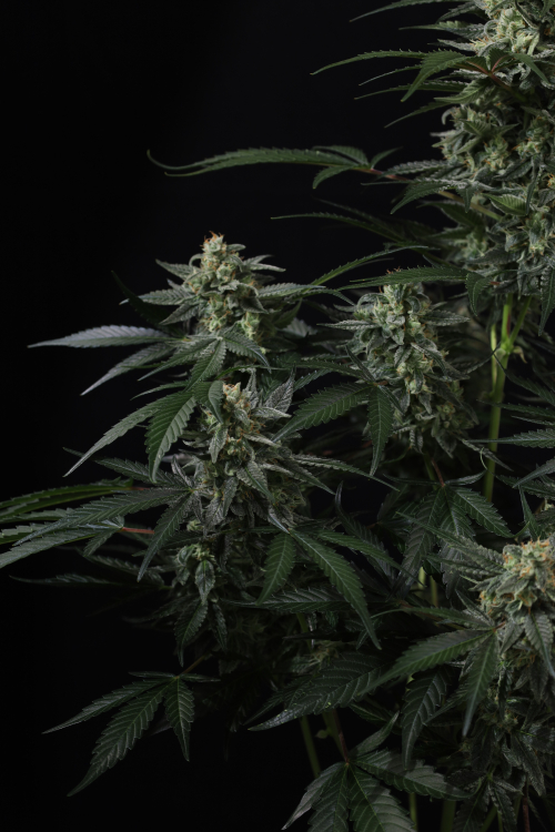 Banana Frost Auto