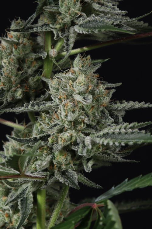 Banana Guava Auto