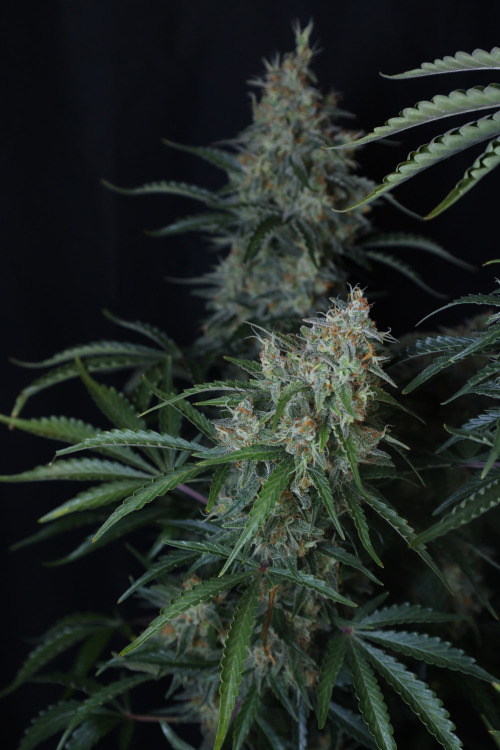 Gorilla Z Auto