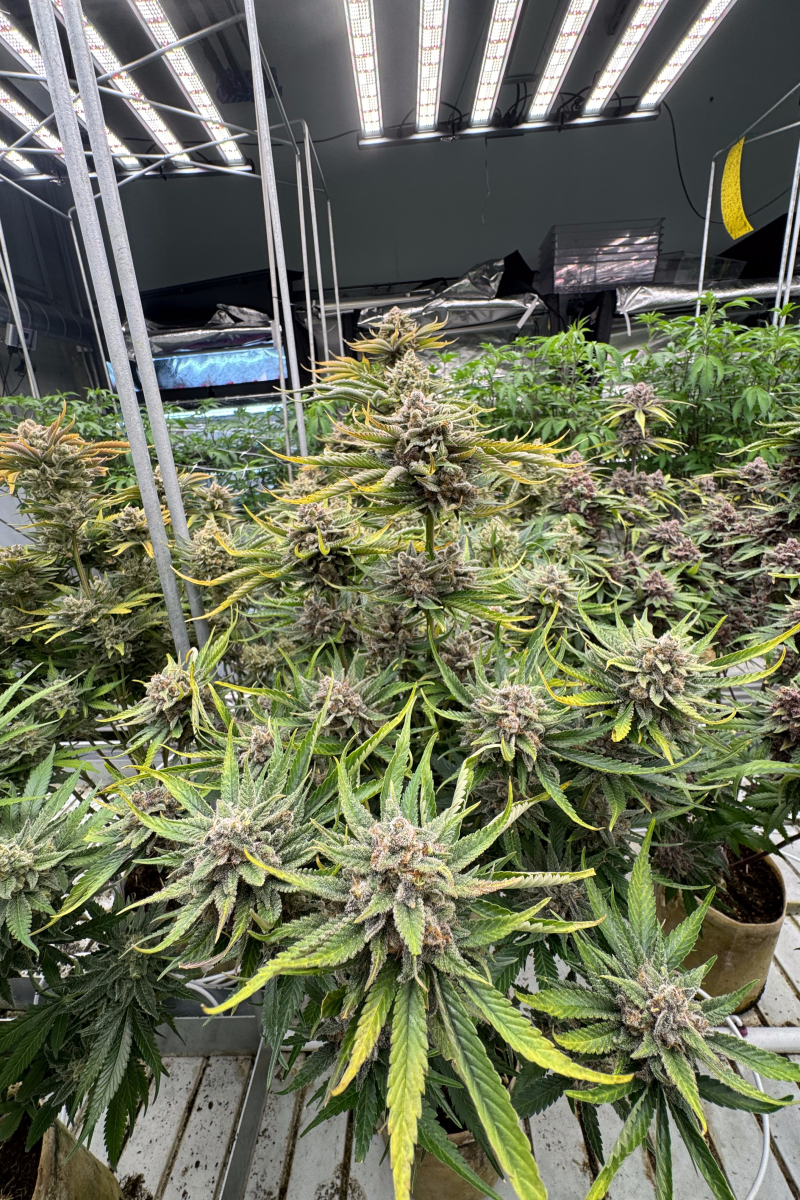 Photo of Cherry Cola Auto RF3