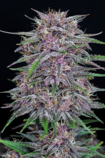 Banana Purple Punch Auto