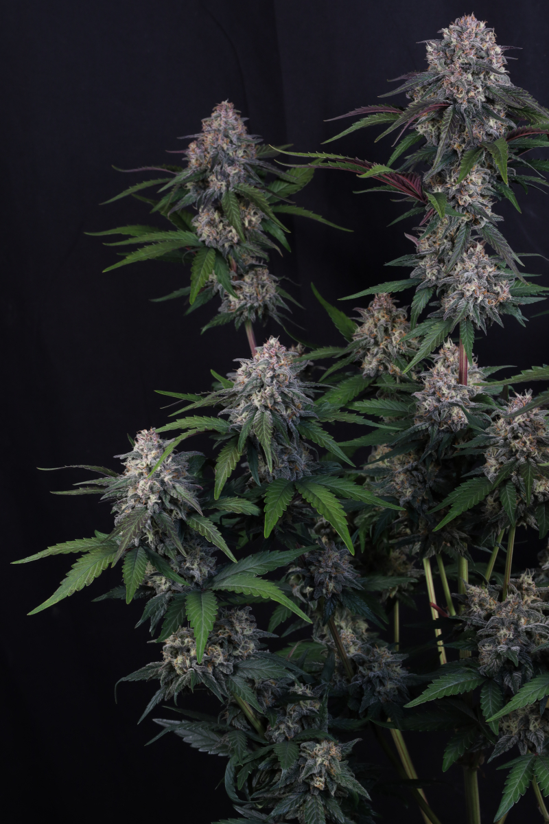 Photo of Lemon Cherry Sundae Auto